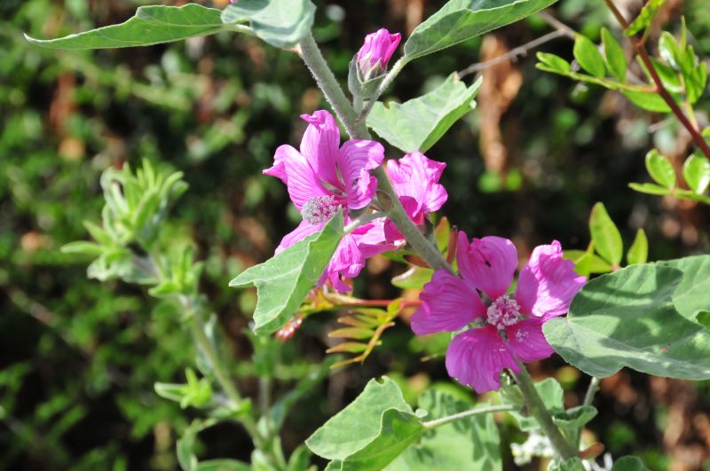 Lavatera olbia / Malvone perenne